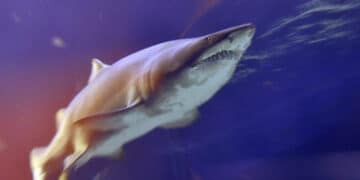 Tragedia in vacanza: turista di 25 anni muore sbranata da uno squalo
