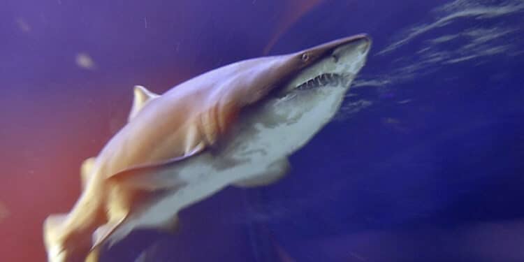 Tragedia in vacanza: turista di 25 anni muore sbranata da uno squalo