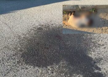 Sestu, le strade come un circuito di formula uno: corse sfrenate in pieno centro abitato