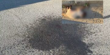 Sestu, le strade come un circuito di formula uno: corse sfrenate in pieno centro abitato