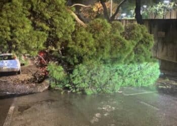 Cagliari, è scontro sul grosso pino crollato in viale Fra Ignazio
