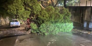 Cagliari, è scontro sul grosso pino crollato in viale Fra Ignazio