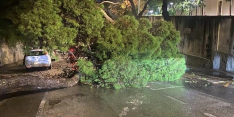Cagliari, è scontro sul grosso pino crollato in viale Fra Ignazio