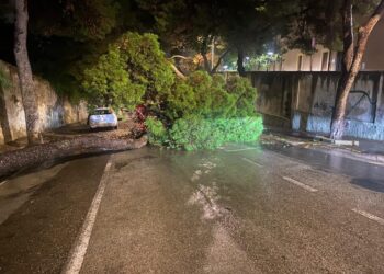 Cagliari, crolla un albero enorme in viale Fra Ignazio: “Sfiorate diverse auto per un soffio, Comune ko sul verde”