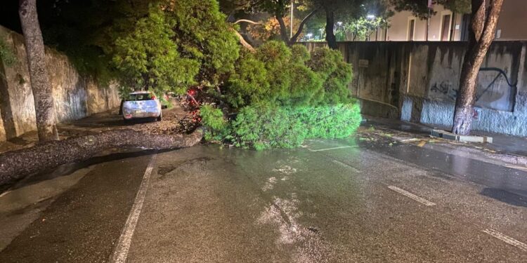 Cagliari, crolla un albero enorme in viale Fra Ignazio: “Sfiorate diverse auto per un soffio, Comune ko sul verde”