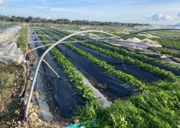 Sopralluogo nelle campagne dell’Oristanese colpite dalla tromba d’aria: “Le risposte saranno rapide”