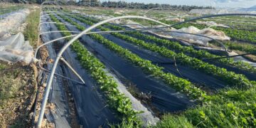 Sopralluogo nelle campagne dell’Oristanese colpite dalla tromba d’aria: “Le risposte saranno rapide”