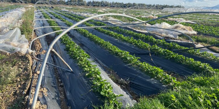 Sopralluogo nelle campagne dell’Oristanese colpite dalla tromba d’aria: “Le risposte saranno rapide”