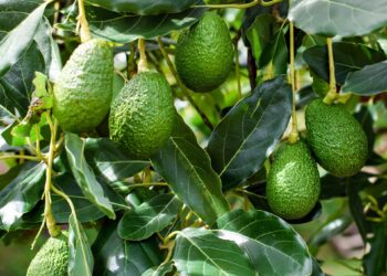 Sardegna, al via il primo raccolto di avocado bio da agricoltura rigenerativa