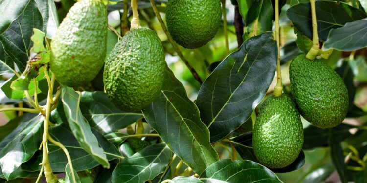 Sardegna, al via il primo raccolto di avocado bio da agricoltura rigenerativa