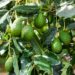 Sardegna, al via il primo raccolto di avocado bio da agricoltura rigenerativa