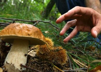 Intossicazione da funghi, l’ultimo caso si è verificato nel Nuorese: provvidenziale l’intervento degli esperti