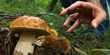 Intossicazione da funghi, l’ultimo caso si è verificato nel Nuorese: provvidenziale l’intervento degli esperti