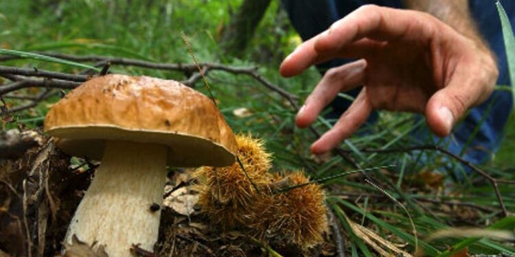 Intossicazione da funghi, l’ultimo caso si è verificato nel Nuorese: provvidenziale l’intervento degli esperti
