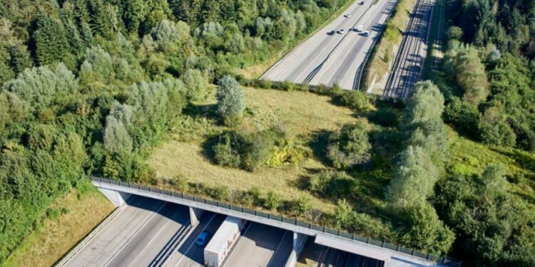 Sardegna, il Grig: “Ora la colpa degli incidenti stradali è dei cinghiali e dei cervi? Dove sono i 500 mila euro stanziati?”