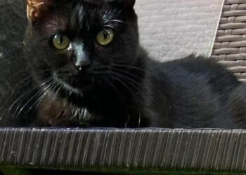 Radio Zampetta Sarda, sos per una gatta smarrita a Quartu