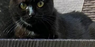 Radio Zampetta Sarda, sos per una gatta smarrita a Quartu