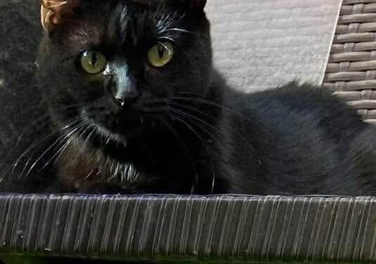 Radio Zampetta Sarda, sos per una gatta smarrita a Quartu