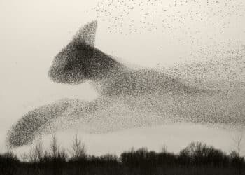 Mogoro, il BìFoto Fest ospita il fotografo danese Søren Solkær