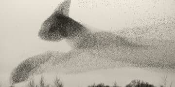 Mogoro, il BìFoto Fest ospita il fotografo danese Søren Solkær