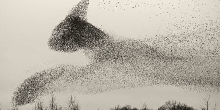 Mogoro, il BìFoto Fest ospita il fotografo danese Søren Solkær