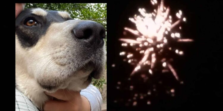 Benessere di cittadini e animali, Capoterra dice no a botti e fuochi d’artificio a Capodanno