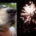 Benessere di cittadini e animali, Capoterra dice no a botti e fuochi d’artificio a Capodanno