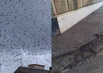 Migliaia di uccelli in volo a Monserrato, strade e marciapiedi ricoperti di guano