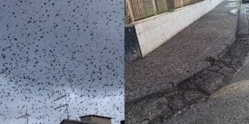 Migliaia di uccelli in volo a Monserrato, strade e marciapiedi ricoperti di guano