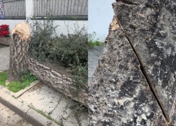 Decimoputzu, grave atto vandalico ai danni di un albero