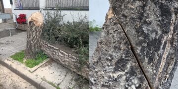 Decimoputzu, grave atto vandalico ai danni di un albero