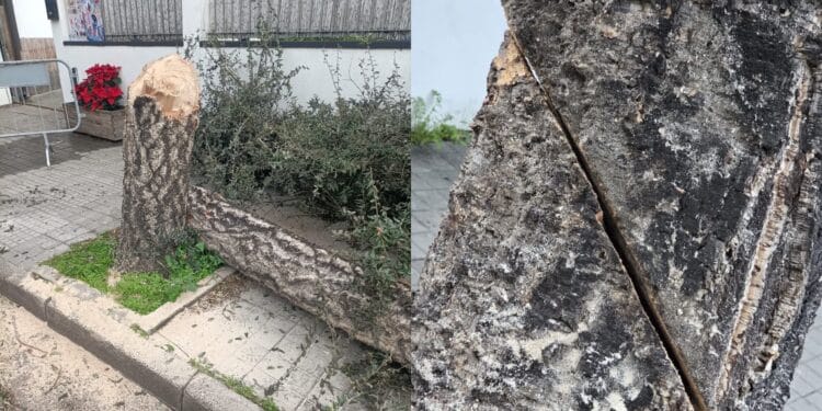 Decimoputzu, grave atto vandalico ai danni di un albero
