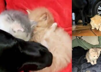 Serramanna, Labrador adotta cuccioli di gatto abbandonati in campagna: leccate e coccole come avrebbe fatto la loro mamma