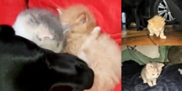 Serramanna, Labrador adotta cuccioli di gatto abbandonati in campagna: leccate e coccole come avrebbe fatto la loro mamma