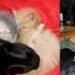Serramanna, Labrador adotta cuccioli di gatto abbandonati in campagna: leccate e coccole come avrebbe fatto la loro mamma