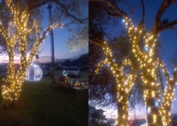 Alberi assediati dalle luminarie ad Assemini, Bacchetta avverte: “Non sono oggetti d’arredo”