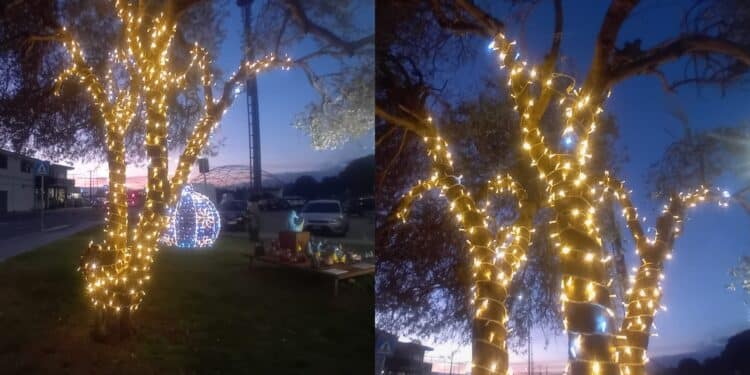 Alberi assediati dalle luminarie ad Assemini, Bacchetta avverte: “Non sono oggetti d’arredo”
