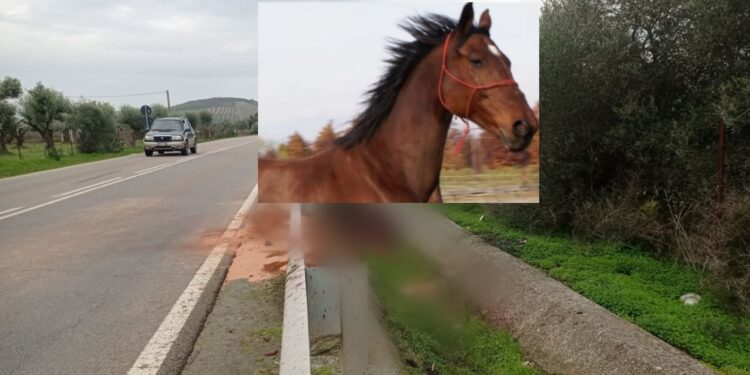 Ussana, fa discutere la storia della cavalla investita lungo la ss466: “Poteva essere una strage”