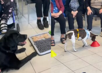 Quartu Sant’Elena, gli amici a quattro zampe con gli anziani della struttura: la pet therapy vola nei consensi
