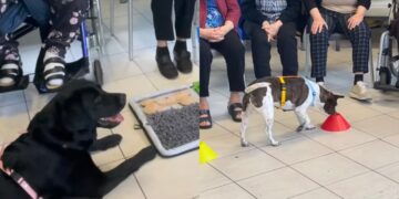 Quartu Sant’Elena, gli amici a quattro zampe con gli anziani della struttura: la pet therapy vola nei consensi
