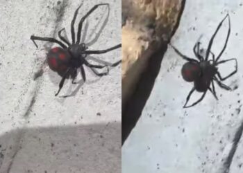 Sarroch, avvistata una vedova nera mediterranea in piazza Scacchi: “Prestate attenzione”