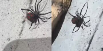 Sarroch, avvistata una vedova nera mediterranea in piazza Scacchi: “Prestate attenzione”