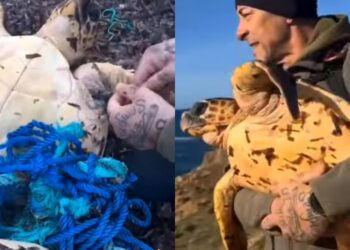 Arbus, il salvataggio della tartaruga a Capo Pecora diventa un caso nazionale