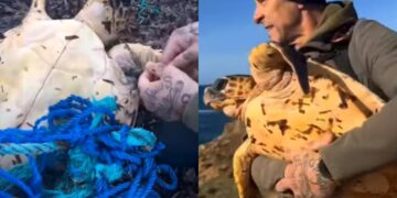 Arbus, il salvataggio della tartaruga a Capo Pecora diventa un caso nazionale