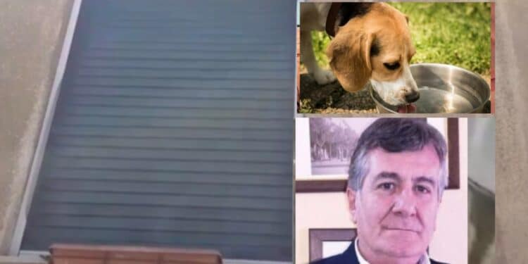 Cagliari, le istituzioni prendono in carico la situazione della cagnolina che vive da sola in un appartamento: convocata la proprietaria