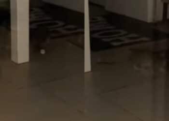 Cagliari città dei topi, la rabbia degli abitanti di Stampace: “Un ratto aggressivo morde i passanti nel Corso” (VIDEO)