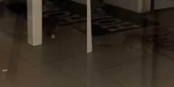 Cagliari città dei topi, la rabbia degli abitanti di Stampace: “Un ratto aggressivo morde i passanti nel Corso” (VIDEO)