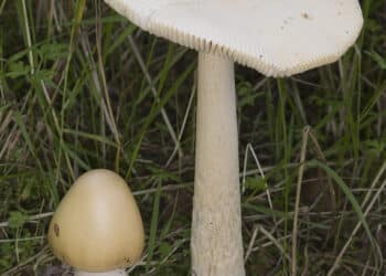 Funghi, dieci casi di intossicazione a Cagliari: anche due bambine di 6 e 11 anni