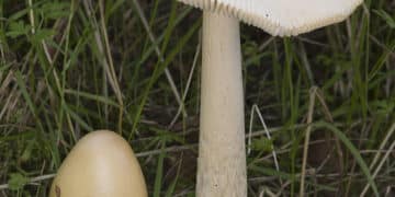 Funghi, dieci casi di intossicazione a Cagliari: anche due bambine di 6 e 11 anni