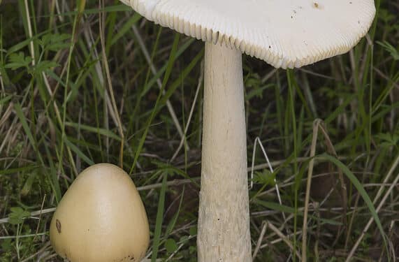 Funghi, dieci casi di intossicazione a Cagliari: anche due bambine di 6 e 11 anni